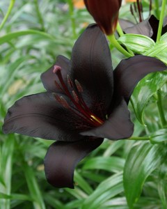 Lilium Nightrider